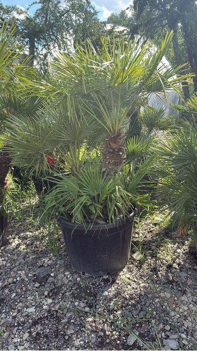 Palmieri rezistenti super oferta doar la 1200 lei cei din imagini