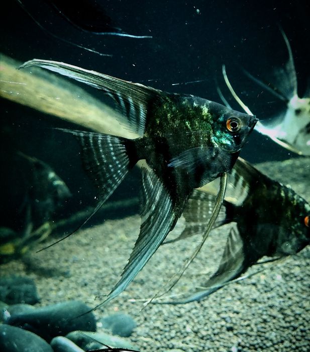 Мраморные скалярии