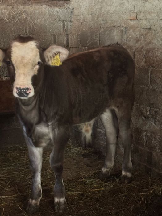 De vanzare vaca cu vitel in varsta de 7 ani