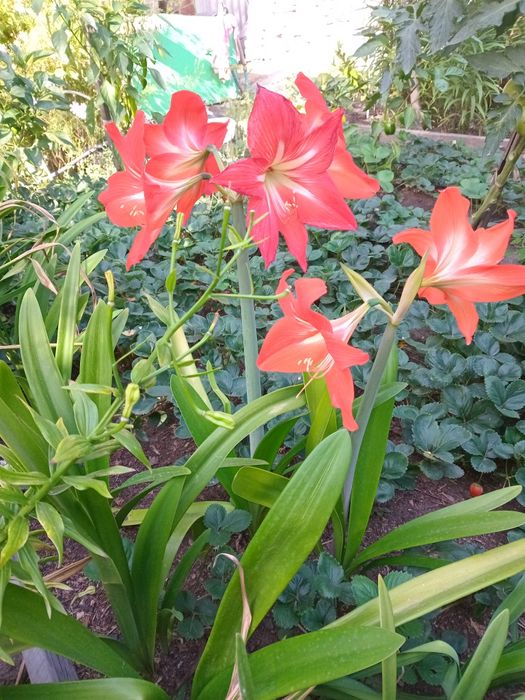 Амарилис красный и белый