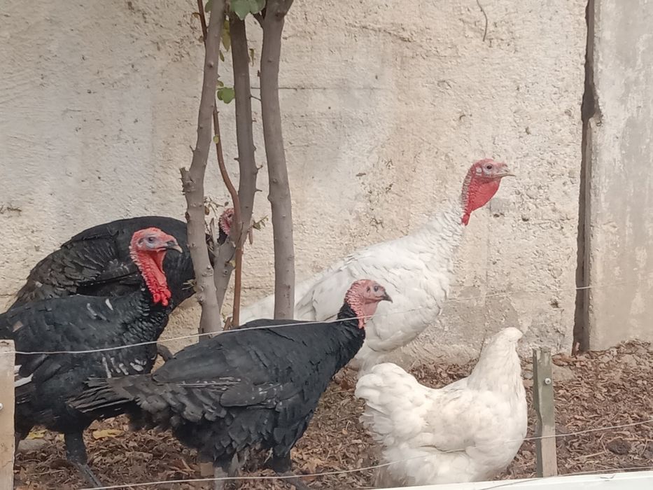 Продам молодых индюков порода хорошая израильская кормили всем натурал