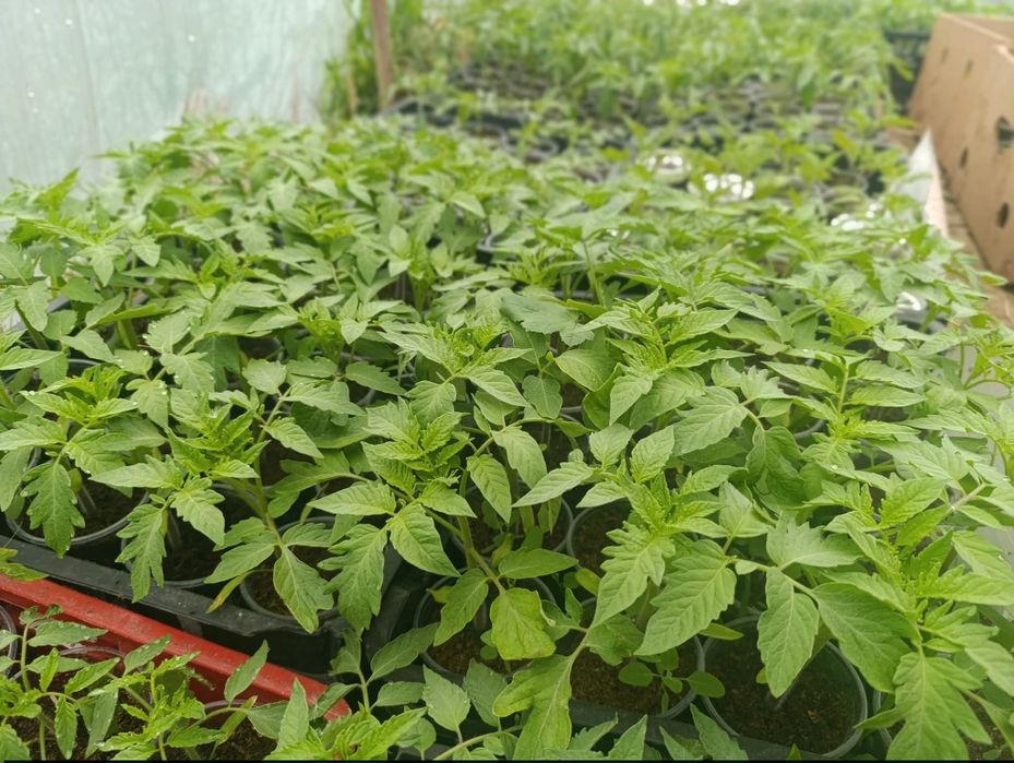 Разсад от стари нехибридни  сортове