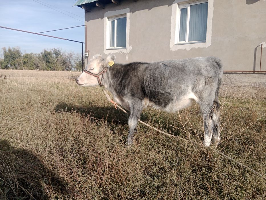 Бұзаулар сатылады