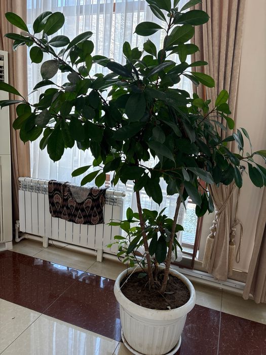 Офисные цветы в ассортименте