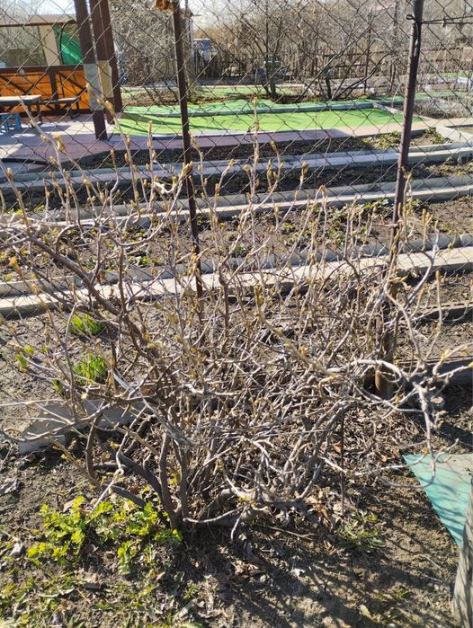 Продам Кусты Смородины