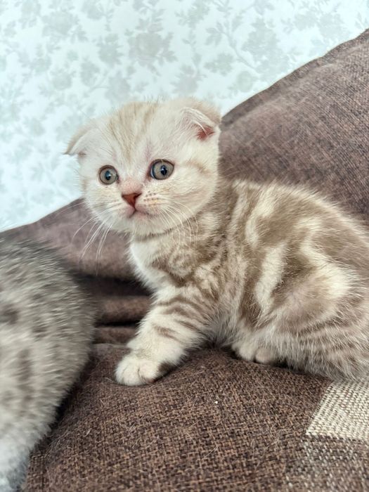 Котята шотландцы