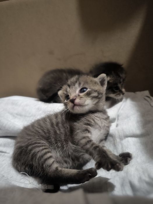 Отдам котейку в добрый руки