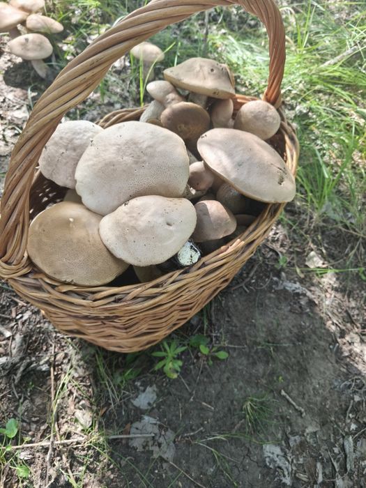 Продам грибы белые только собраны