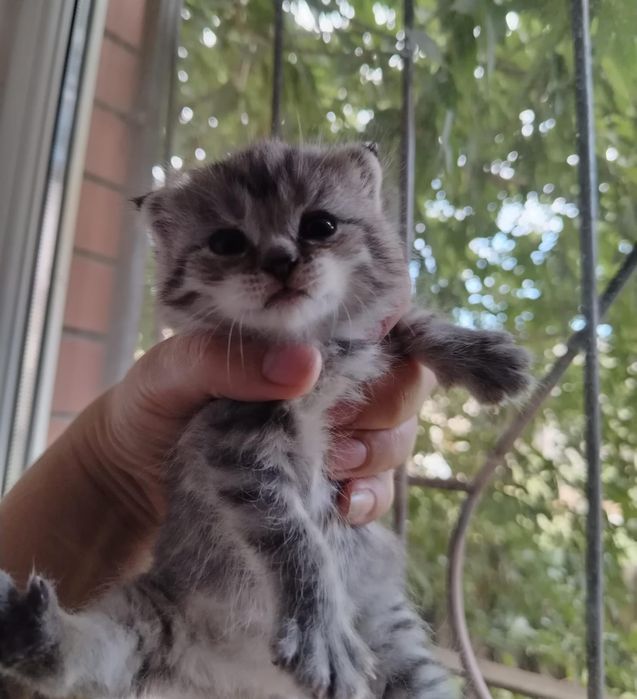 Продам котят шотландских