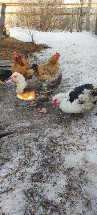 Продам индоуток цена 8000