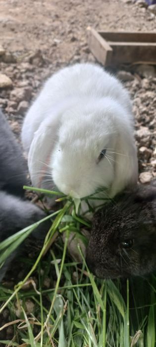 Кролики 2,5 месяца