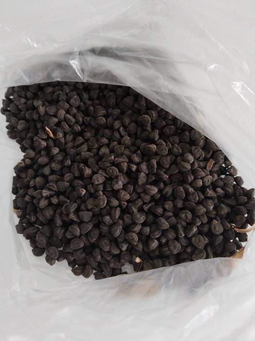 Семена вьюнков свежие