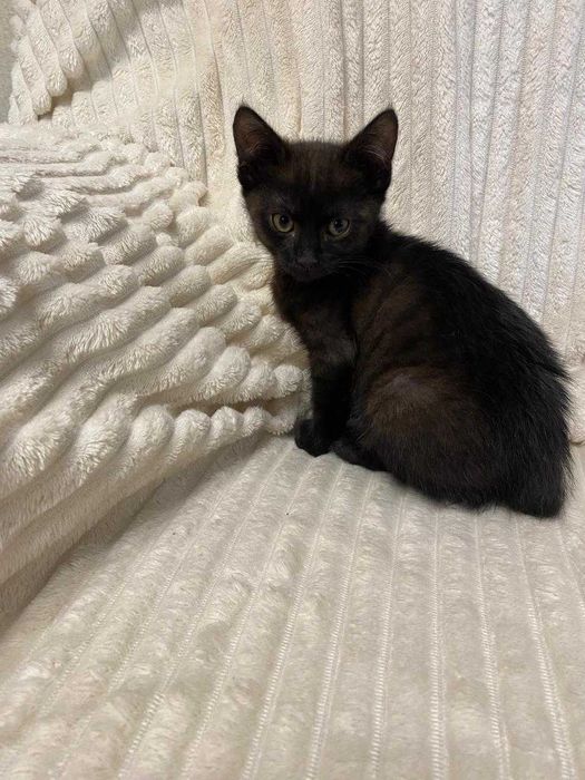 Отдам игривых котят