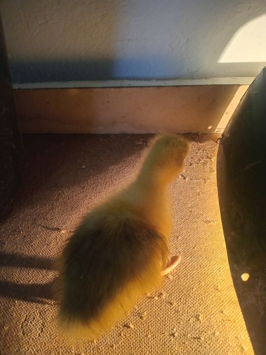 Продам суточных гусят