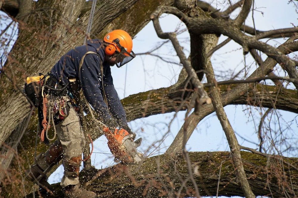 Спил деревьев любой сложности