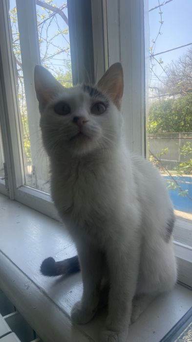 Котенок девочка в добрые руки