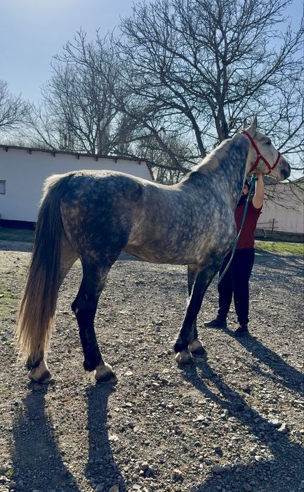 Продам Орловских Рысаков