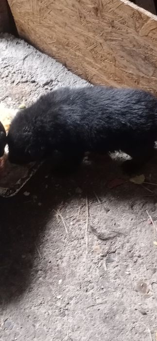 Щенки немецкой овчярки