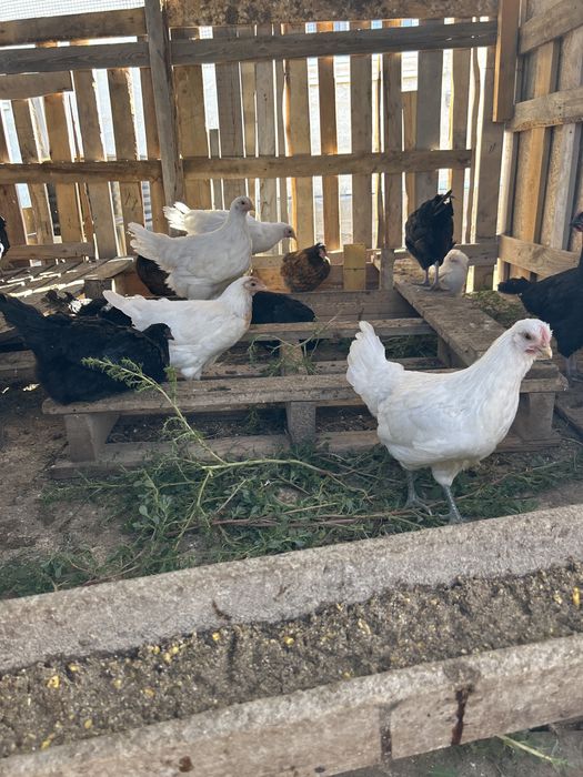 Продам молодых домашних курочек несушек