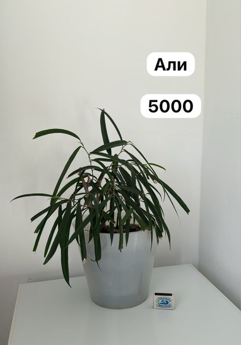 Растения комнатные