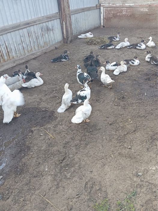 Продам домашних индоутят