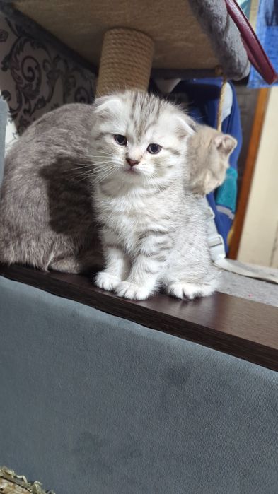 Шотландские Вислоухие Котята