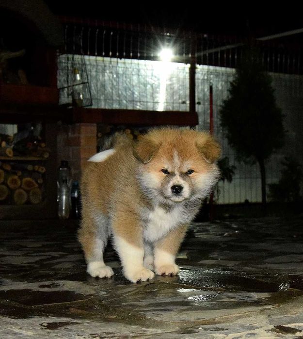 Pui Akita inu, părinți multipli campioni