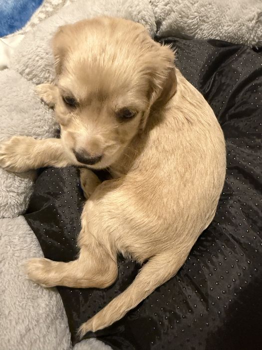 Кокер шпаньол мъжко