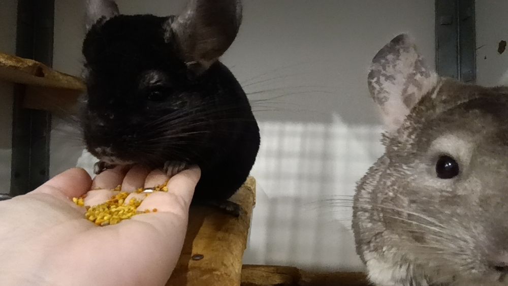 Chinchilla mascul negru 4 ani