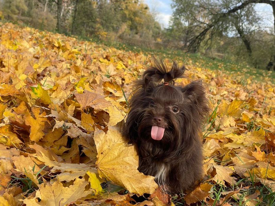 йоркшир териер с родословие