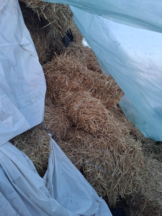 Vând baloți de fân/paie