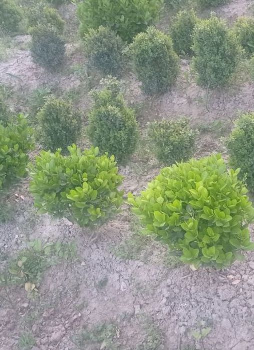 Хамиша бахор совукга чидамли гул