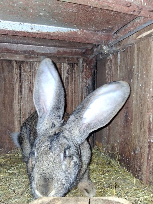 Vind 2 Mascul Urias German