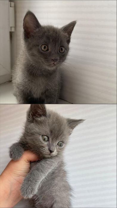 Продам милых котят.