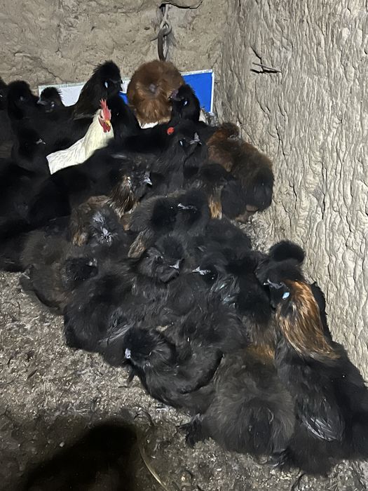 Vand pereche de Matase Japoneza