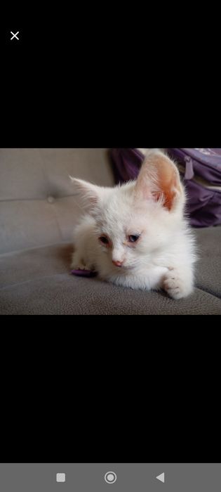 Mushukchammi faqat yaxshi boqadigan insonga beraman.