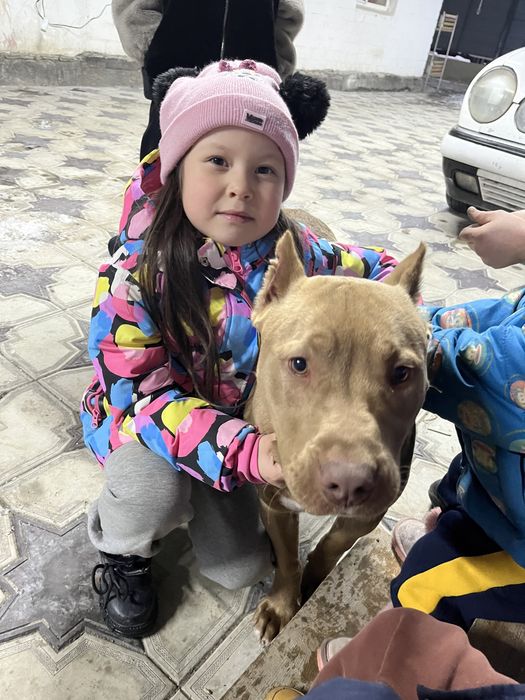 Продам питбуля 6 месяцев