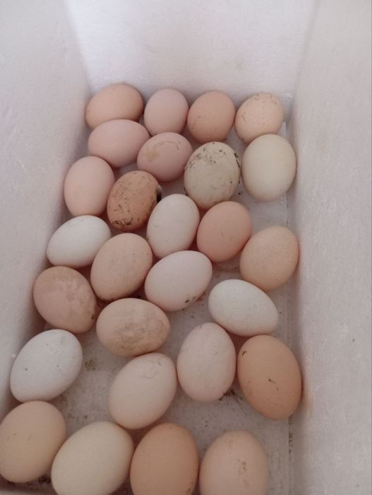 Damashni tovuqlarni tuxumi bor  kimga kerak boʻlsa murojaat qiling