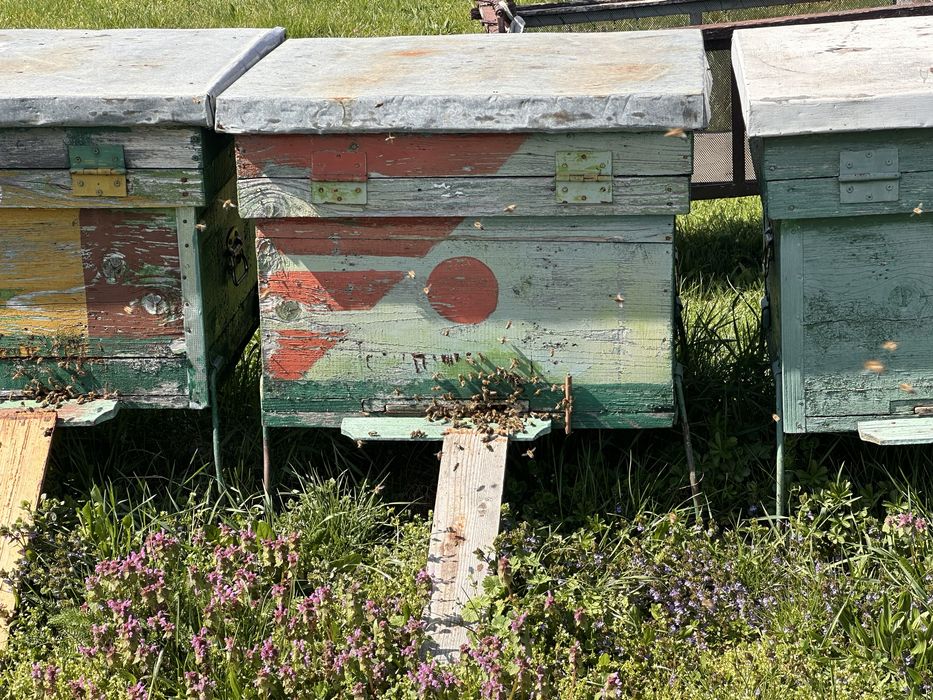 Vand 10 familii de albine