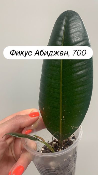 Адениум, спатифиллум, фикус, циперус