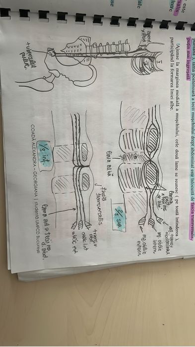 Meditatii Biologie Bac/Admitere- Anatomie si Fiziologie Corint