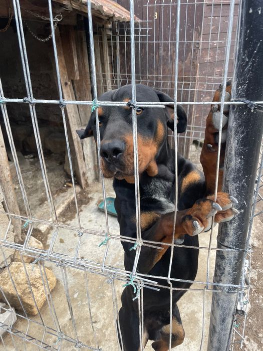 Продавам чистокръвно лудогорско гонче