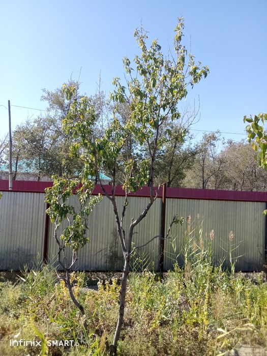 Дачный земельный участок городе