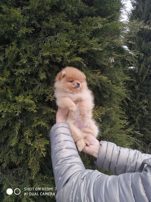 Щенки померанского шпица