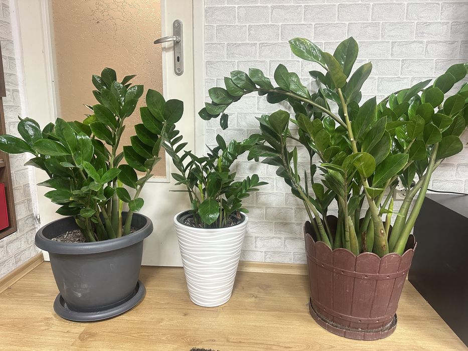 Замиокулкас цвете в саксия