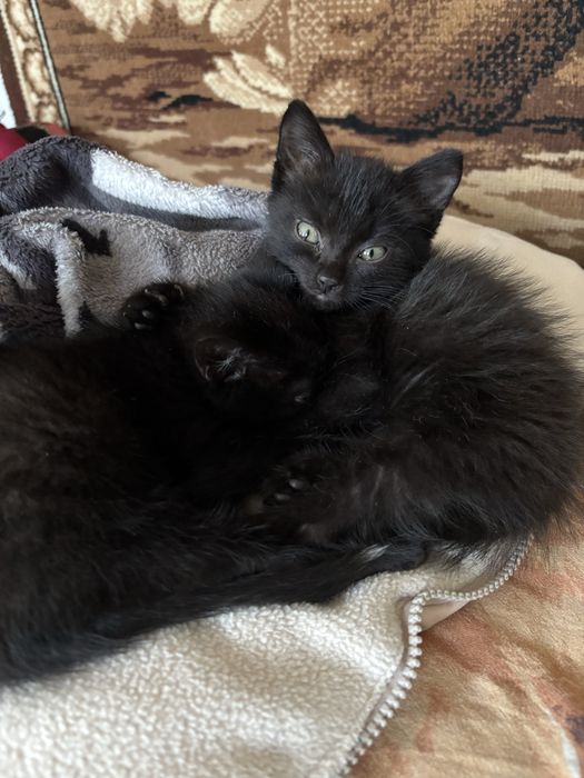 Отдам котят в добрые руки.