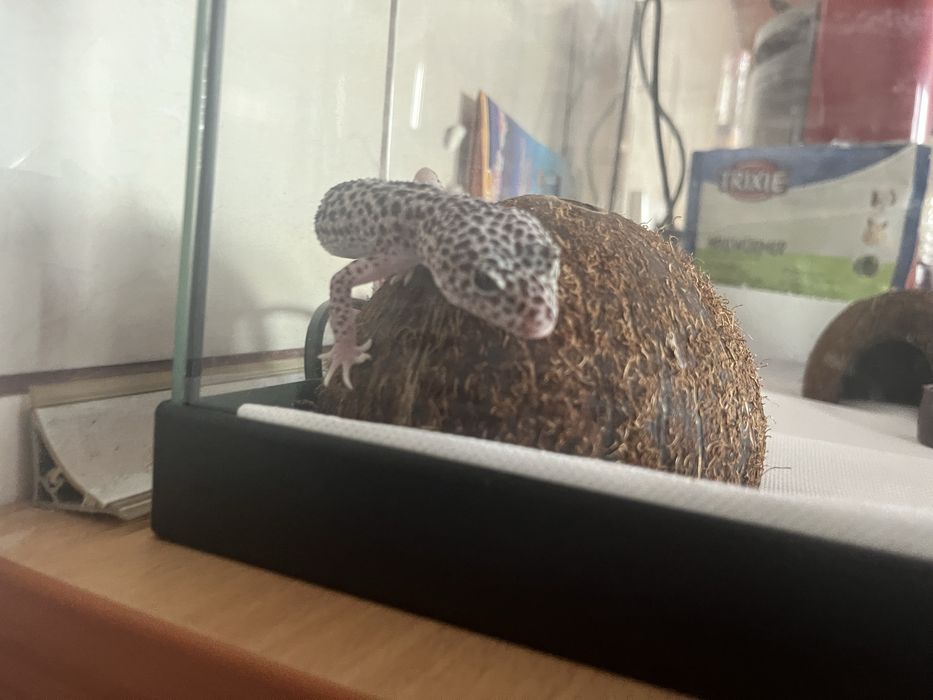 Leopard Gecko mascul 6–8 luni + terariu complet – ridicare personală