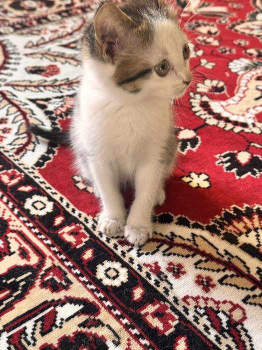Отдаются котята в добрые руки