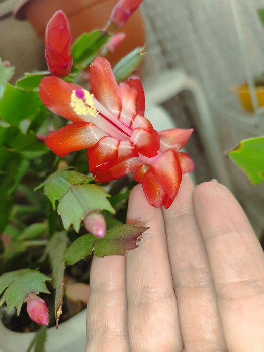 Комнатные цветы.