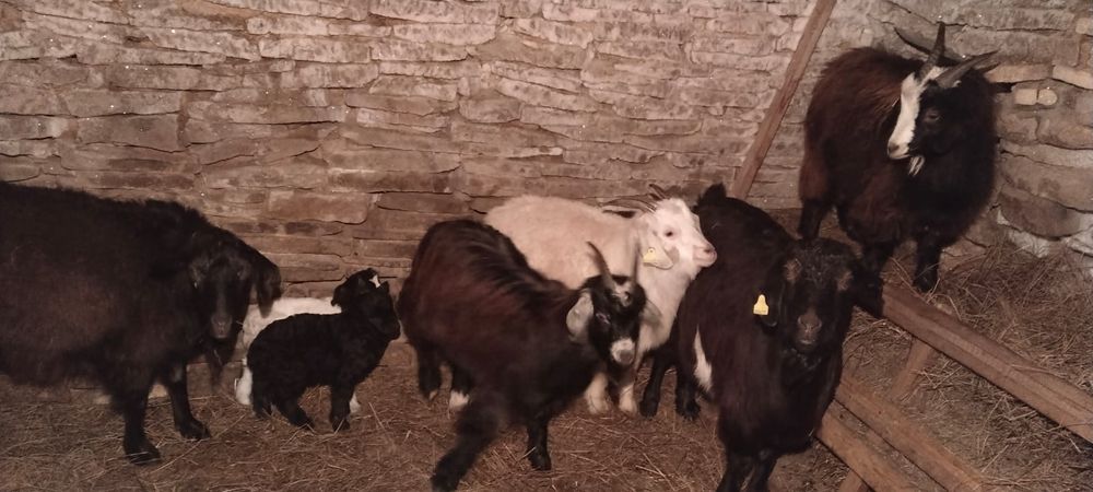 Продам коз 9 голов